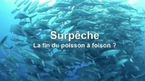 surpeche-la-fin-du-poisson-a-foison.webp